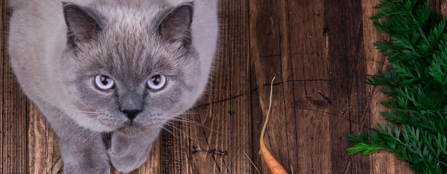 Are carrots clearance toxic to cats